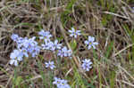 Nash's blue-eyed grass